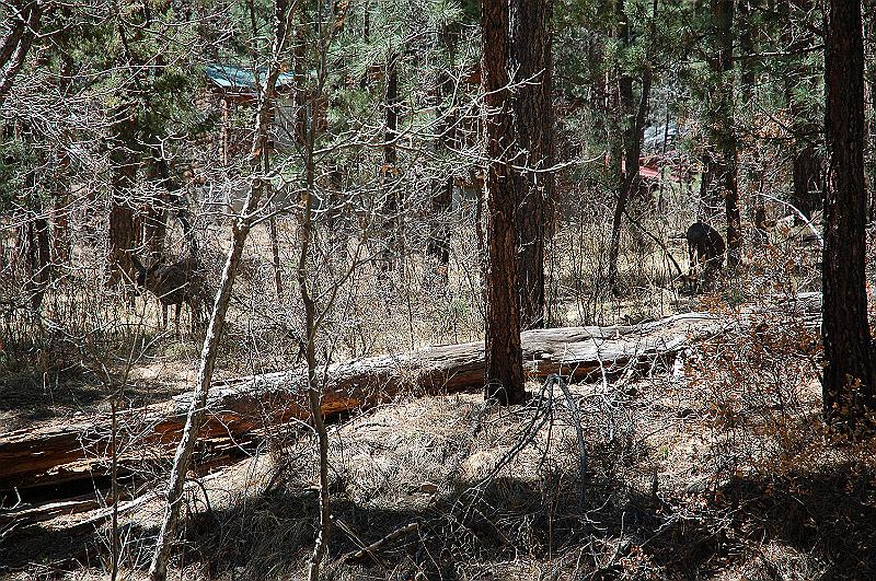 Deer in the woods.JPG